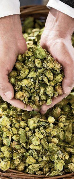Hopfen - eine der vier natürlichen Zutaten, aus denen Weißbier gebraut wird. Bild: djd/Servicebüro Bayerische Edelreifung Hopfen - eine der vier natürlichen Zutaten, aus denen Weißbier gebraut wird. Bild: djd/Servicebüro Bayerische Edelreifung