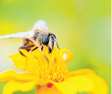 Hier fühlen sich Biene und Co wohl. Gartenbesitzer können etwas gegen das Insektensterben tun, indem sie den Summern neue Nahrungsquellen bieten