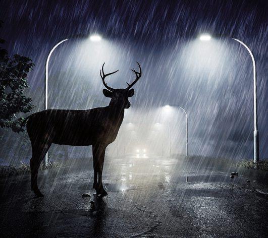 Bei schlechtem Wetter und in der Dämmerung ist die Gefahr durch Wildwechsel im Straßenverkehr besonders groß. Bild:Mediaparts/Fotolia/Itzehoer Bei schlechtem Wetter und in der Dämmerung ist die Gefahr durch Wildwechsel im Straßenverkehr besonders groß. Bild:Mediaparts/Fotolia/Itzehoer