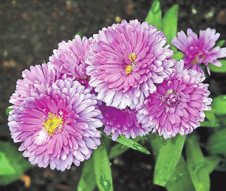 Sommeraster erfreuen jeden Gartenbesitzer mit ihrer farbenfrohen Blütenpracht. Foto: pixabay.com Sommeraster erfreuen jeden Gartenbesitzer mit ihrer farbenfrohen Blütenpracht. Foto: pixabay.com