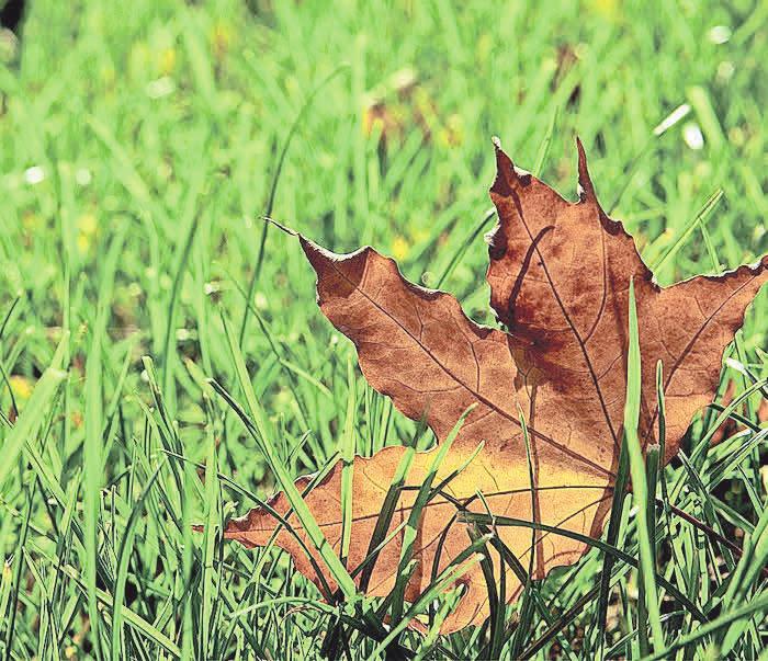 Für die Rasenpflege im Herbst ist es essentiell, herabgefallenes Laub zu entfernen. Foto: pixabay.com Für die Rasenpflege im Herbst ist es essentiell, herabgefallenes Laub zu entfernen. Foto: pixabay.com