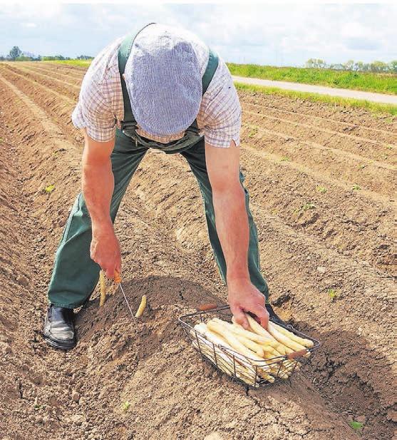 Deutschland ist Spitzenreiter in Sachen Spargelanbau. Auf 25 Prozent der Gemüseanbauflächen wachsen die Stangen. Deutschland ist Spitzenreiter in Sachen Spargelanbau. Auf 25 Prozent der Gemüseanbauflächen wachsen die Stangen.