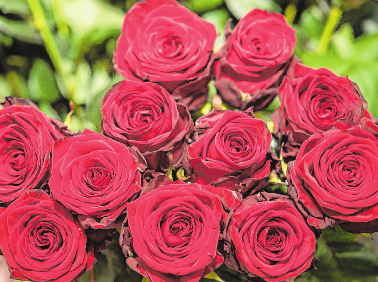 Gerade rote Rosen stehen wie keine andere Blume für die Liebe – sind doch ihre Blätter herzförmig. FOTO: R. GÜNTHER, MAG Gerade rote Rosen stehen wie keine andere Blume für die Liebe – sind doch ihre Blätter herzförmig. FOTO: R. GÜNTHER, MAG