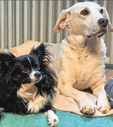 Die meisten Hunde lieben Homeoffice, weil sie gern möglichst viel Zeit mit „ihren“ Menschen verbringen. Foto: TierSV