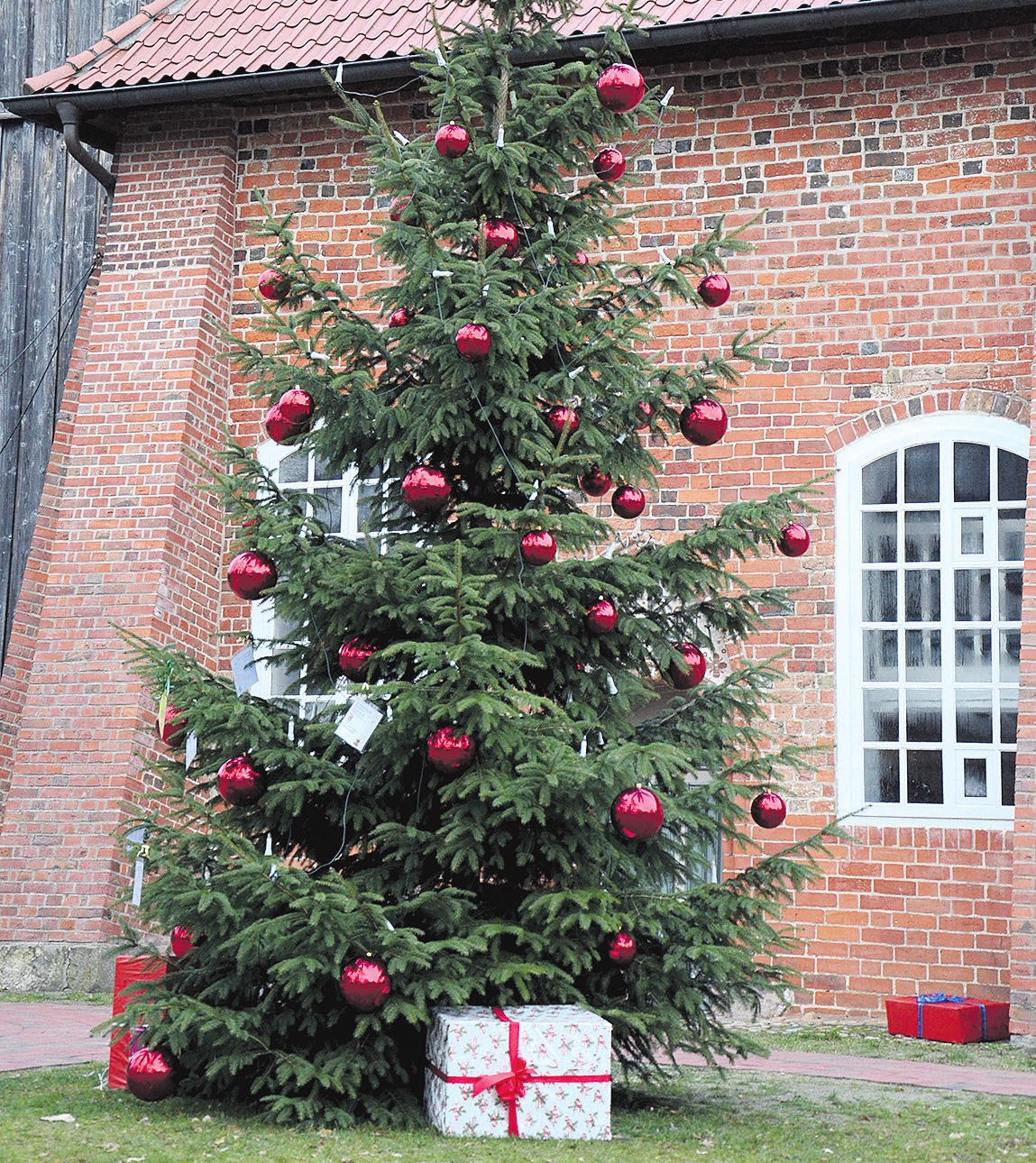 Weihnachtsbaum ist ein zentraler Bestandteil der Weihnachtstraditionen. Fotos: Müller Weihnachtsbaum ist ein zentraler Bestandteil der Weihnachtstraditionen. Fotos: Müller