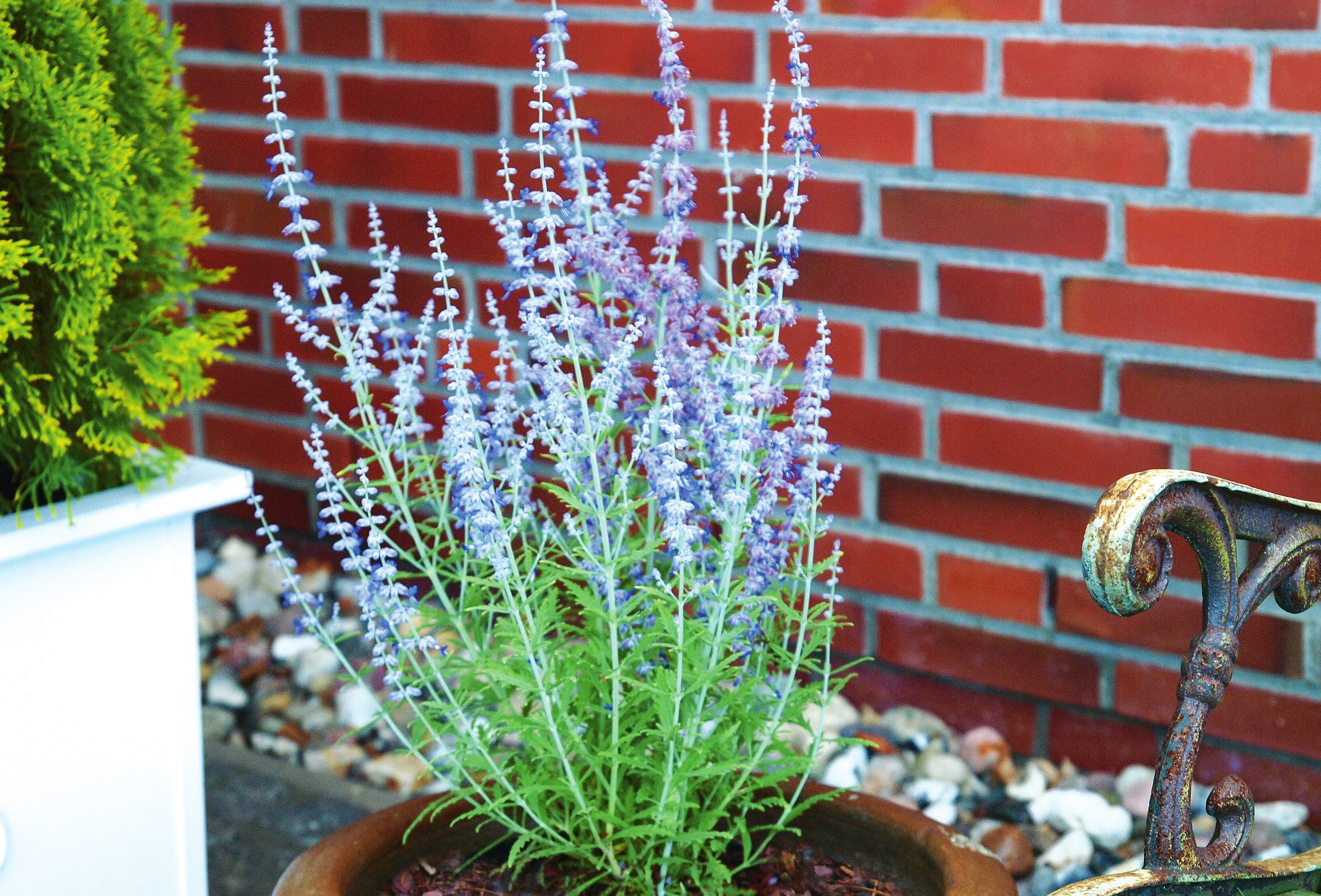 Perovskia atriplicifolia ‘Blue Spire’ für sonnige Lagen. Foto: Kordes Jungpflanzen Perovskia atriplicifolia ‘Blue Spire’ für sonnige Lagen. Foto: Kordes Jungpflanzen