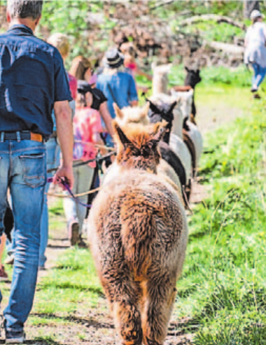 Die Saar Alpaka Farm bietet vielfältige Erlebnis- und Freizeitangebote. Foto: Tourismus Zentrale Saarland, Kevin Ehm Die Saar Alpaka Farm bietet vielfältige Erlebnis- und Freizeitangebote. Foto: Tourismus Zentrale Saarland, Kevin Ehm