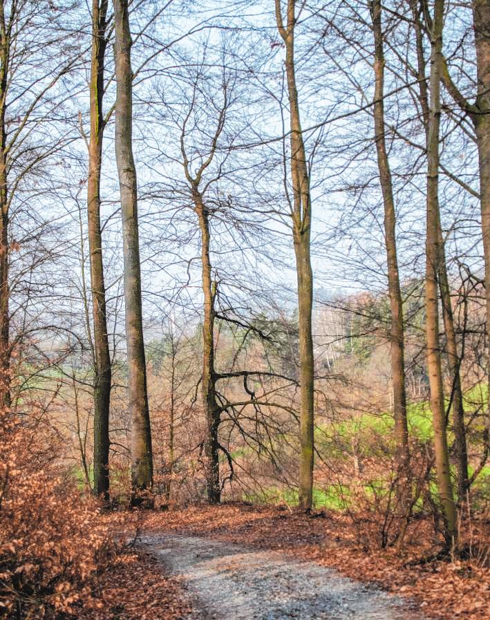 Viele Buchen wachsen im Gebiet „Im Buschern“ zwischen Gronau und Wilmshausen. Bild: Thomas Neu Viele Buchen wachsen im Gebiet „Im Buschern“ zwischen Gronau und Wilmshausen. Bild: Thomas Neu