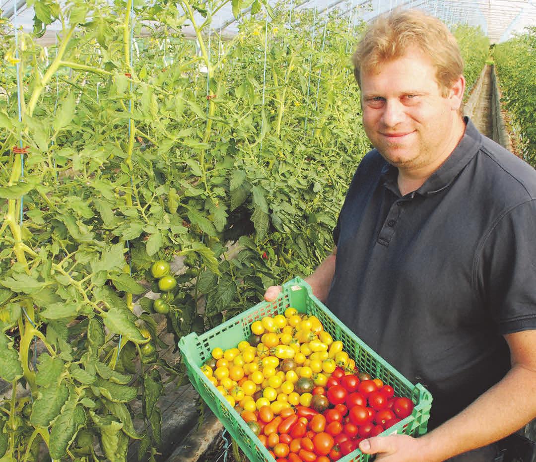 Die Tomaten aus eigenem Anbau bei Boris Lauenroth sind besonders aromatisch. Foto: Birthe Kußroll-Ihle Die Tomaten aus eigenem Anbau bei Boris Lauenroth sind besonders aromatisch. Foto: Birthe Kußroll-Ihle