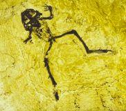 ... urtümlicher Frosch ... | Foto: Huwig ... urtümlicher Frosch ... | Foto: Huwig