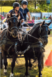 Das Reitsportevent in der Region Image 3 Das Reitsportevent in der Region Image 3