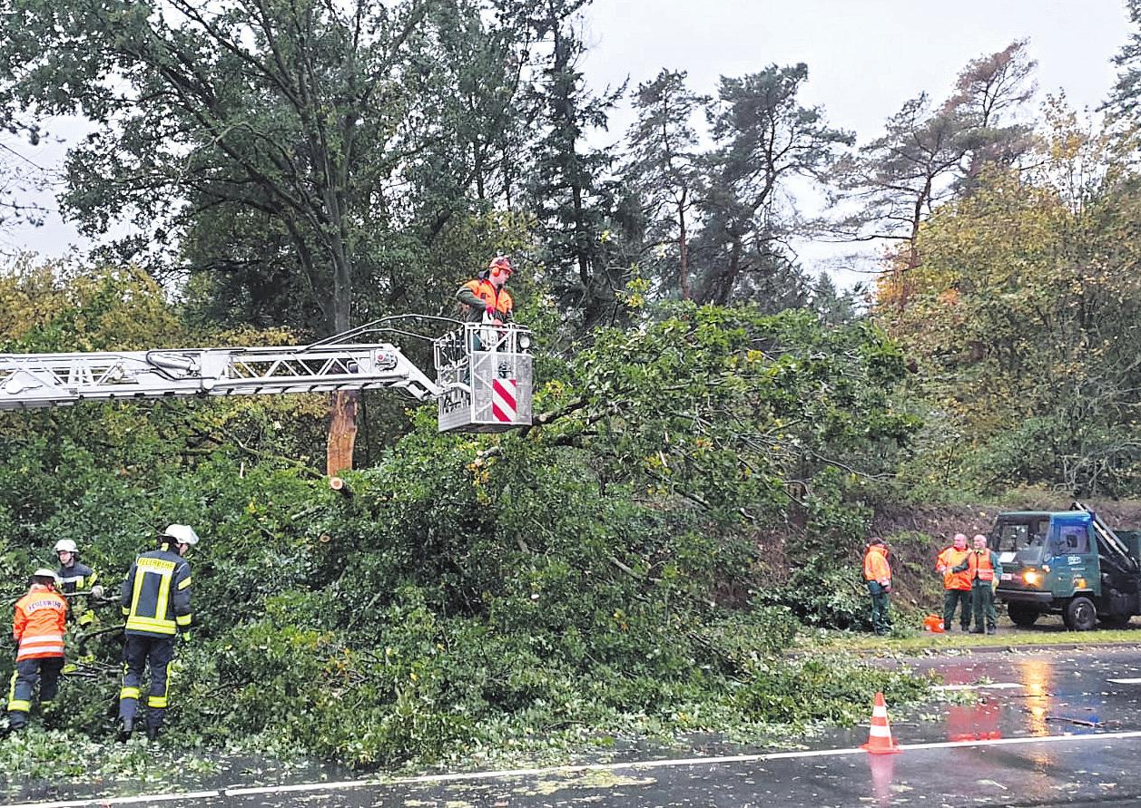 Ein Baum musste entfernt werden. Foto: Feuerwehr Celle Ein Baum musste entfernt werden. Foto: Feuerwehr Celle