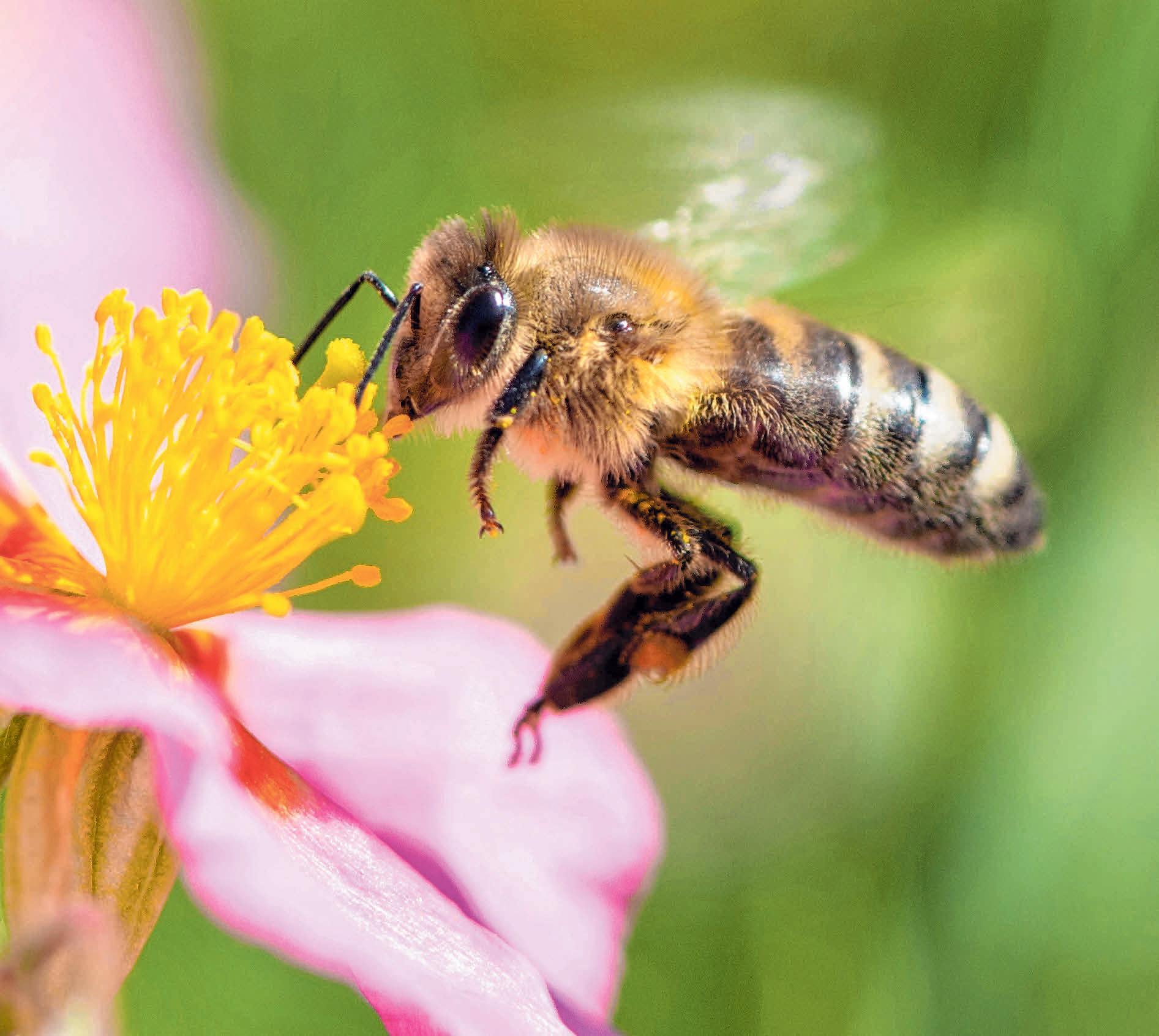Je größer das Angebot an Blühpflanzen, desto besser sind die Bedingungen für Insekten. FOTO: MATTHIAS BALK Je größer das Angebot an Blühpflanzen, desto besser sind die Bedingungen für Insekten. FOTO: MATTHIAS BALK