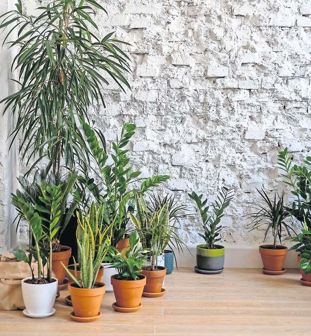 Einige Pflanzen sollten zu Beginn der kalten Jahreszeit besser an einem trockenen, gut temperierten Lagerplatz untergebracht werden. Foto: Pexels Einige Pflanzen sollten zu Beginn der kalten Jahreszeit besser an einem trockenen, gut temperierten Lagerplatz untergebracht werden. Foto: Pexels