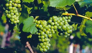 Gefällt durch grüne Aromen: Sauvignon Blanc. Foto: Pfalzwein Gefällt durch grüne Aromen: Sauvignon Blanc. Foto: Pfalzwein