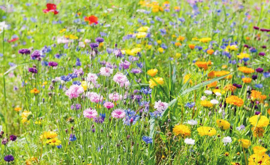 Bunte Vielfalt statt Einheitsrasen: Blumenwiesen schaffen neue Lebensräume für bedrohte Insektenarten Foto: djd/CUXIN DCM