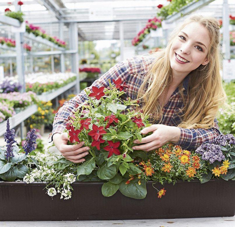 Tolle Sommerblumen: bienenfreundlicher Ziersalbei (Salvia), weißes Steinkraut (Alyssum), rot blühender Ziertabak (Nicotiana), gelboranger Zweizahn (Bidens) und duftende Vanilleblume (Heliotrop). Bild: GMH/FGJ Tolle Sommerblumen: bienenfreundlicher Ziersalbei (Salvia), weißes Steinkraut (Alyssum), rot blühender Ziertabak (Nicotiana), gelboranger Zweizahn (Bidens) und duftende Vanilleblume (Heliotrop). Bild: GMH/FGJ