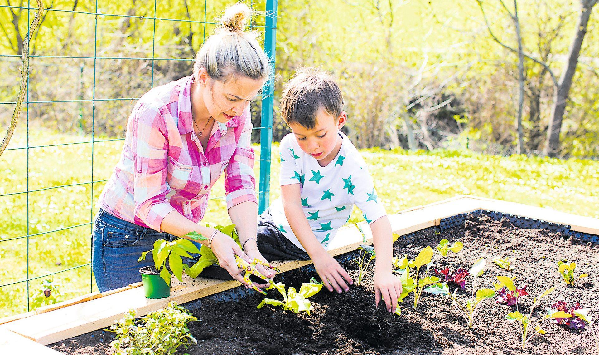 Keiner zu klein, um im Garten oder Hochbeet Gemüse anzupflanzen: Superfood aus Eigenproduktion. Bild: Adobe Stock Keiner zu klein, um im Garten oder Hochbeet Gemüse anzupflanzen: Superfood aus Eigenproduktion. Bild: Adobe Stock