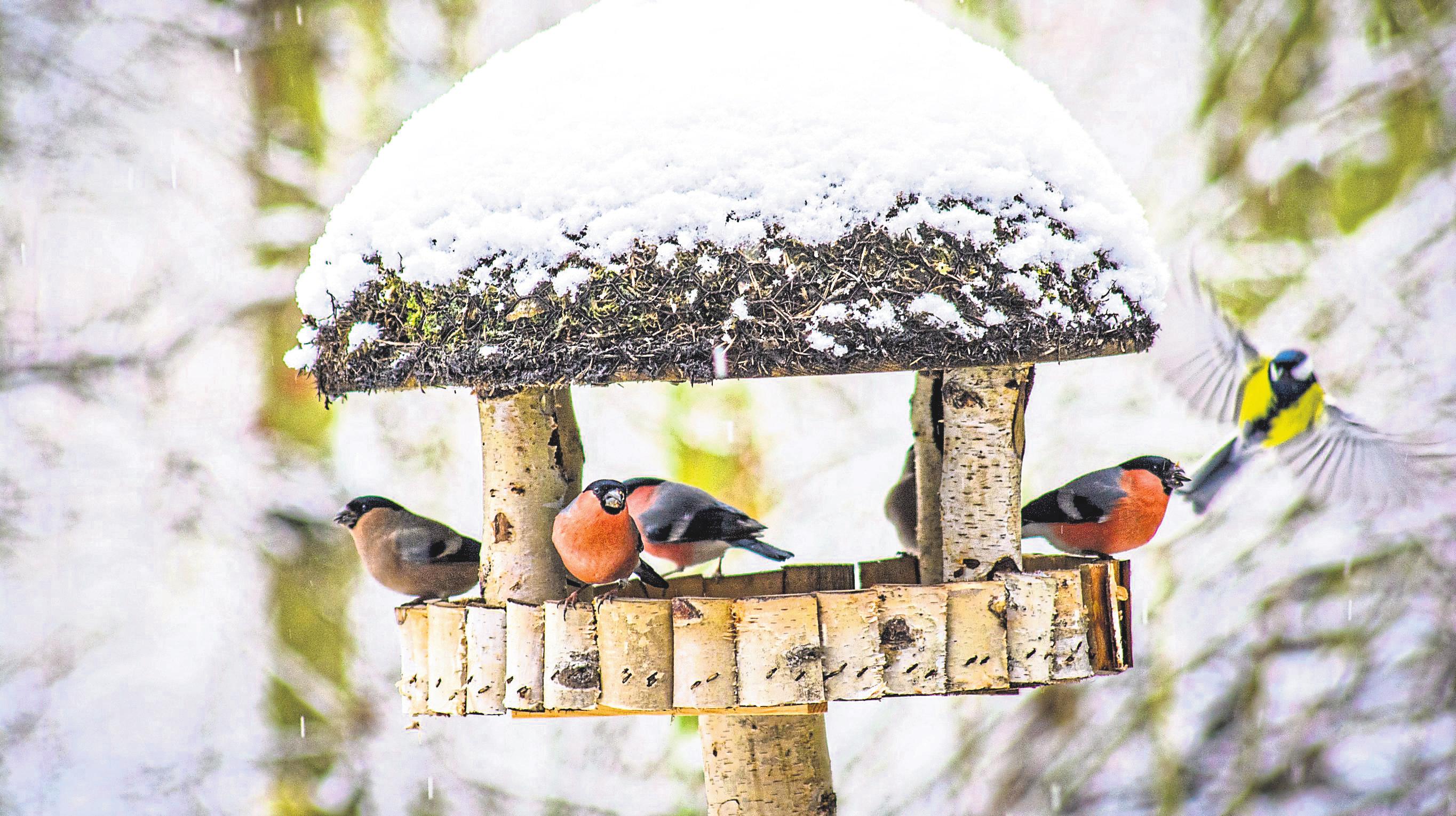 Ein winterliches Festmahl für heimische Vögel - Rhein-Lahn-Zeitung