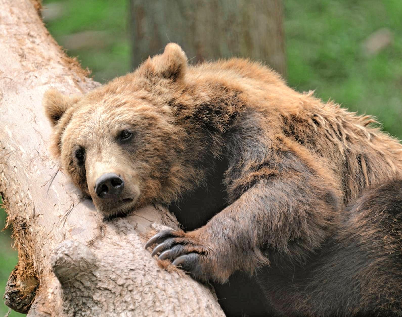 Braunbären aus nächster Nähe beobachten – auch diese Möglichkeit bietet das Wildparadies Tripsdrill. Hier kommen Tierfreunde aller Generationen auf ihre Kosten. Braunbären aus nächster Nähe beobachten – auch diese Möglichkeit bietet das Wildparadies Tripsdrill. Hier kommen Tierfreunde aller Generationen auf ihre Kosten.