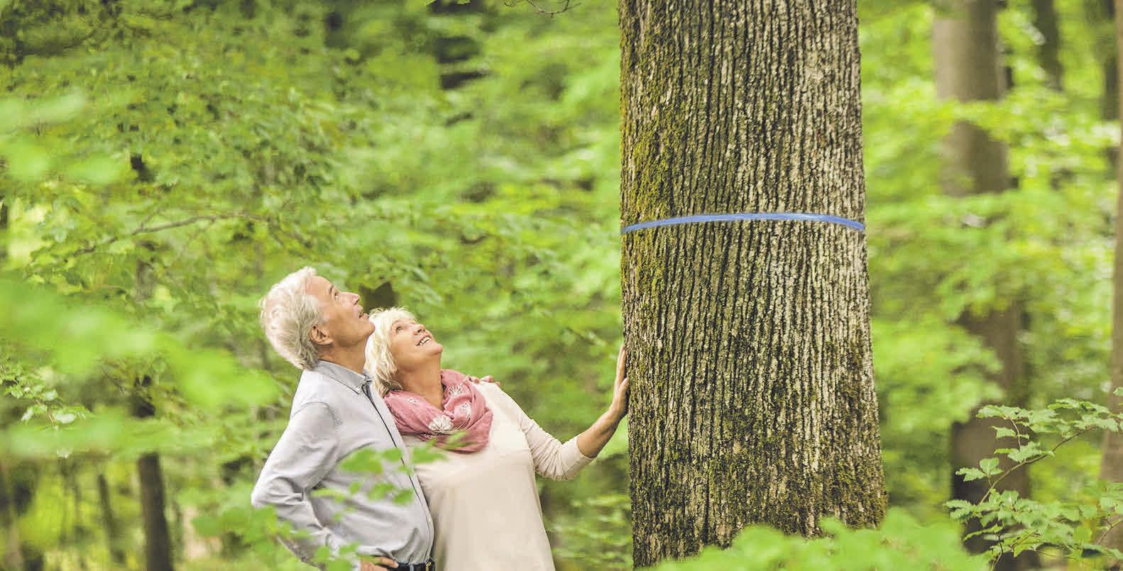 Schon zu Lebzeiten kann in einem Bestattungswald der Baum ausgewählt werden, der die letzte Ruhestätte werden soll. Foto: djd/FriedWald Schon zu Lebzeiten kann in einem Bestattungswald der Baum ausgewählt werden, der die letzte Ruhestätte werden soll. Foto: djd/FriedWald