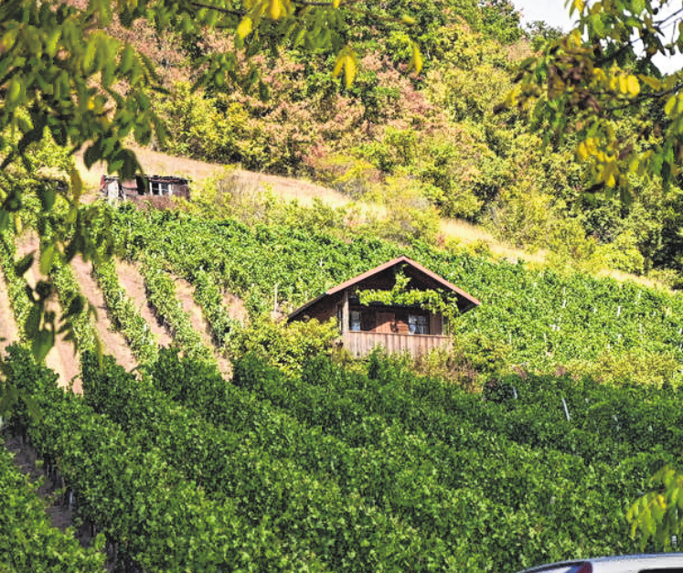 Ziegelanger ist ein bekannter Weinbauort mitten im Abt-Degen-Weintal.<div><br></div>