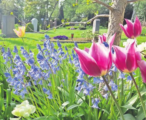 Eine Freude auf dem Friedhof: Tulpen und Hasenglöckchen. Foto: fluwel Eine Freude auf dem Friedhof: Tulpen und Hasenglöckchen. Foto: fluwel