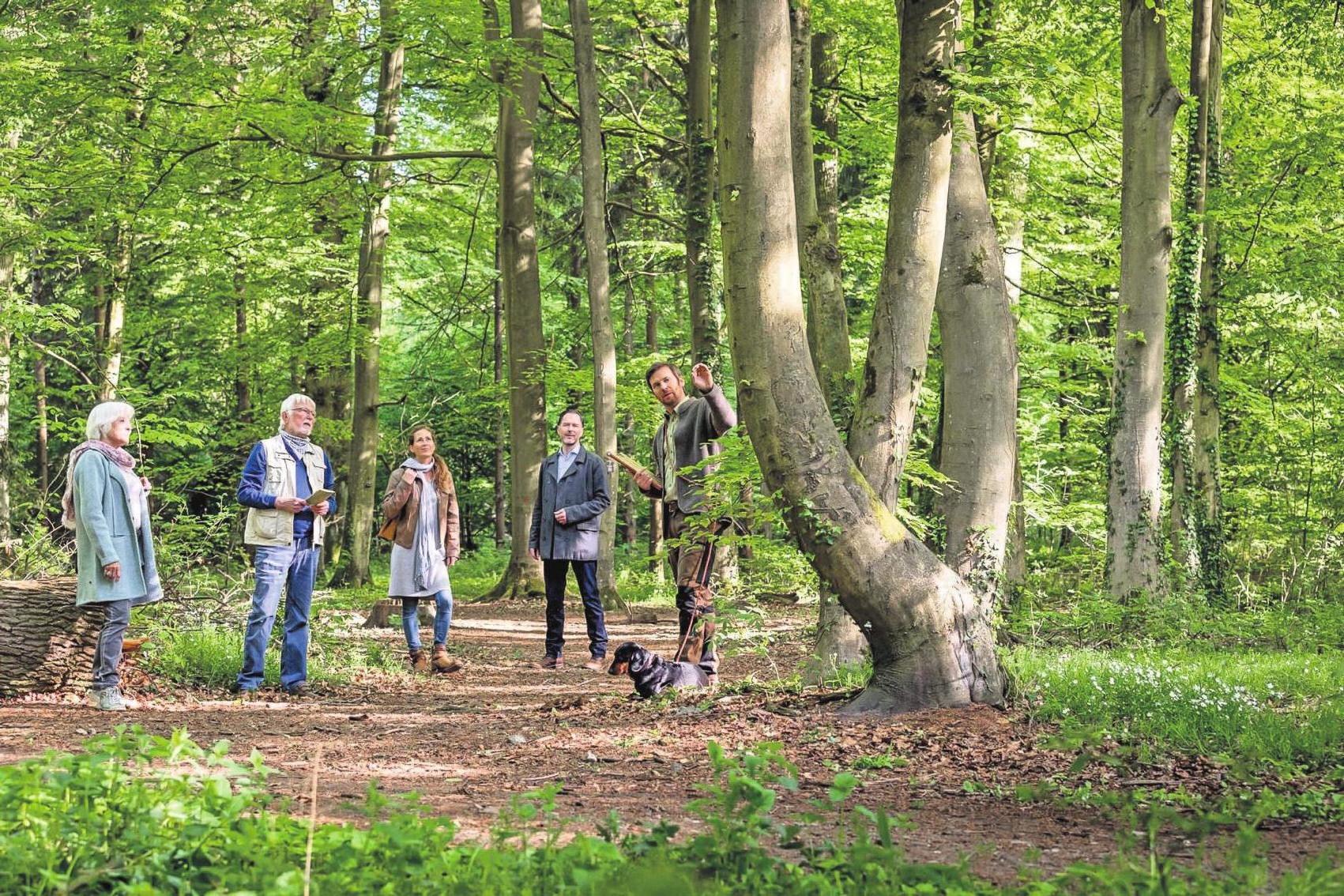 Wenn sich Freunde und Familien gemeinsam in freier Natur bestatten lassen wollen, können sie einen Familienbaum auswählen. Eine Tafel am Baum nennt die Namen derjenigen, die dort beigesetzt sind. Foto: djd/FriedWald Wenn sich Freunde und Familien gemeinsam in freier Natur bestatten lassen wollen, können sie einen Familienbaum auswählen. Eine Tafel am Baum nennt die Namen derjenigen, die dort beigesetzt sind. Foto: djd/FriedWald