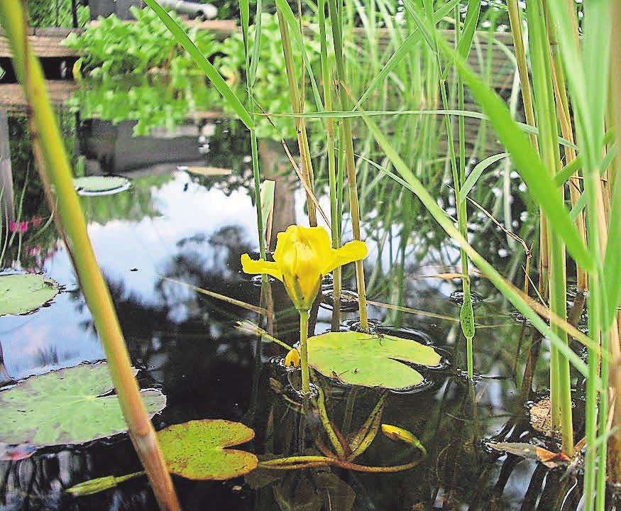 Teichpflanzen sind bei einem Teich der Hingucker. Teichpflanzen sind bei einem Teich der Hingucker.