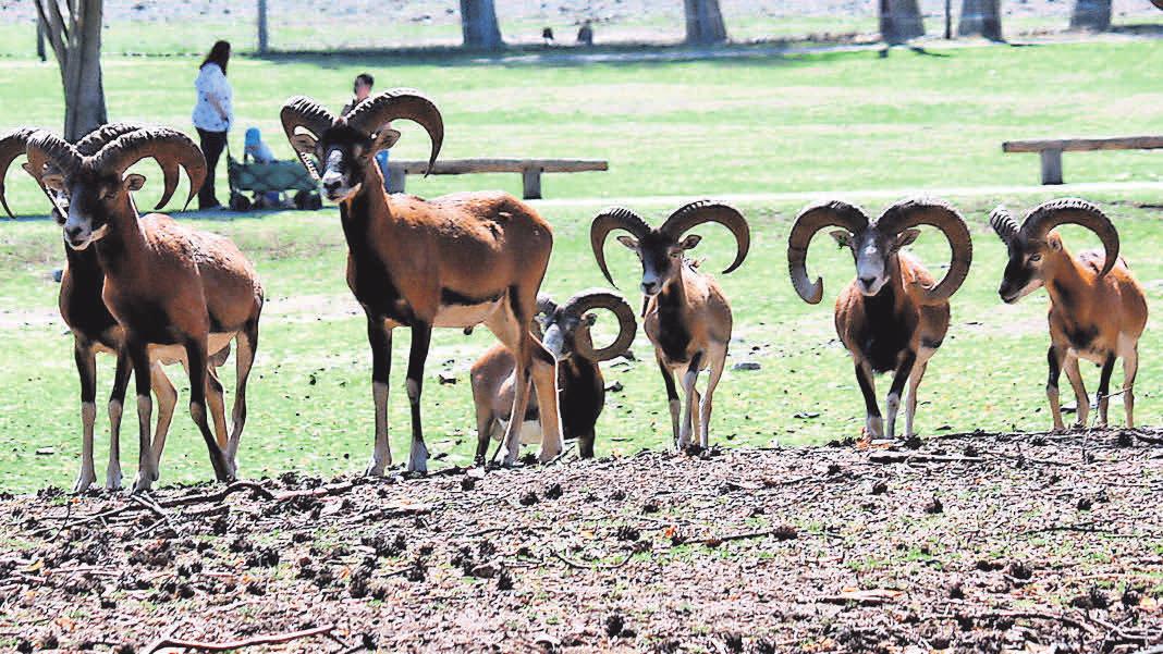 Im Wildpark Johannismühle kann man den Tieren richtig nahe kommen. FOTO: VICTORIA BARNACK Im Wildpark Johannismühle kann man den Tieren richtig nahe kommen. FOTO: VICTORIA BARNACK