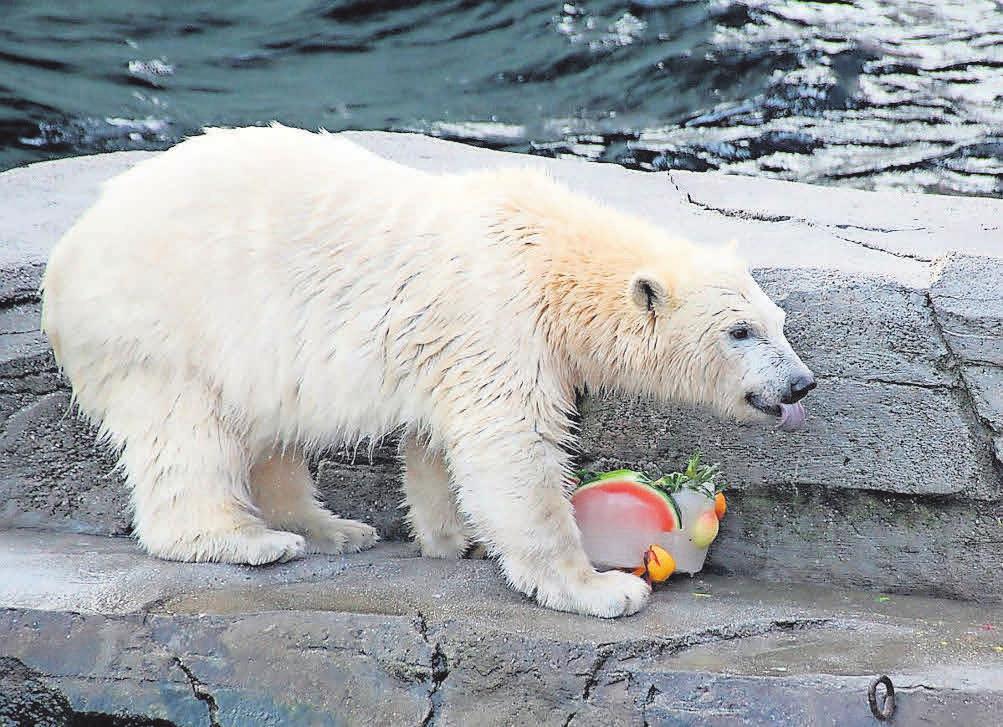Nana probiert die Eistorte im Erlebnis-Zoo Hannover. Nana probiert die Eistorte im Erlebnis-Zoo Hannover.
