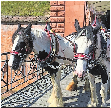 Treu: Dowra und Peaches zien die Kutsche durch Germersheim. Foto: dem Treu: Dowra und Peaches zien die Kutsche durch Germersheim. Foto: dem