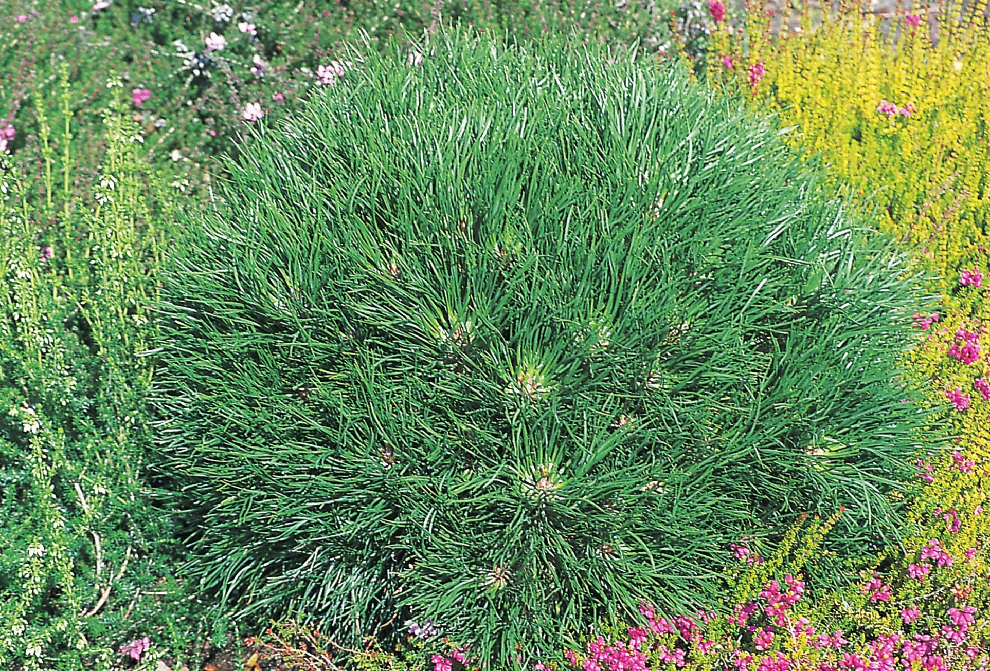 Pinus mugo ‘Varella’ erträgt Trockenheit. Pinus mugo ‘Varella’ erträgt Trockenheit.