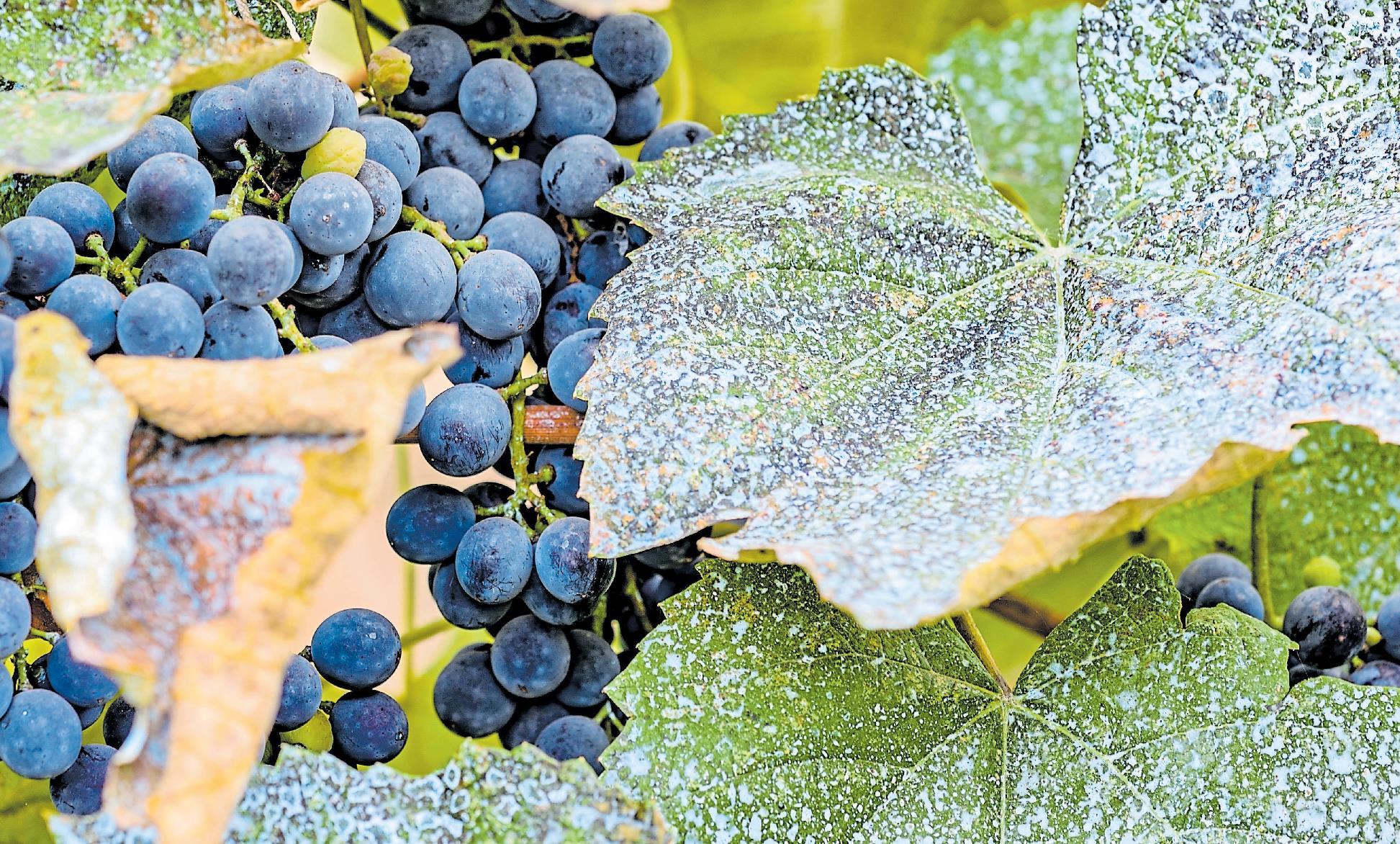 Im Bild sieht man eine mit blauem Kupfer behandelte Rebe. Dieser wird beispielsweise gegen den Falschen Mehltau – eine weit verbreitete Pilzerkrankung – eingesetzt. Foto: Shutterstock