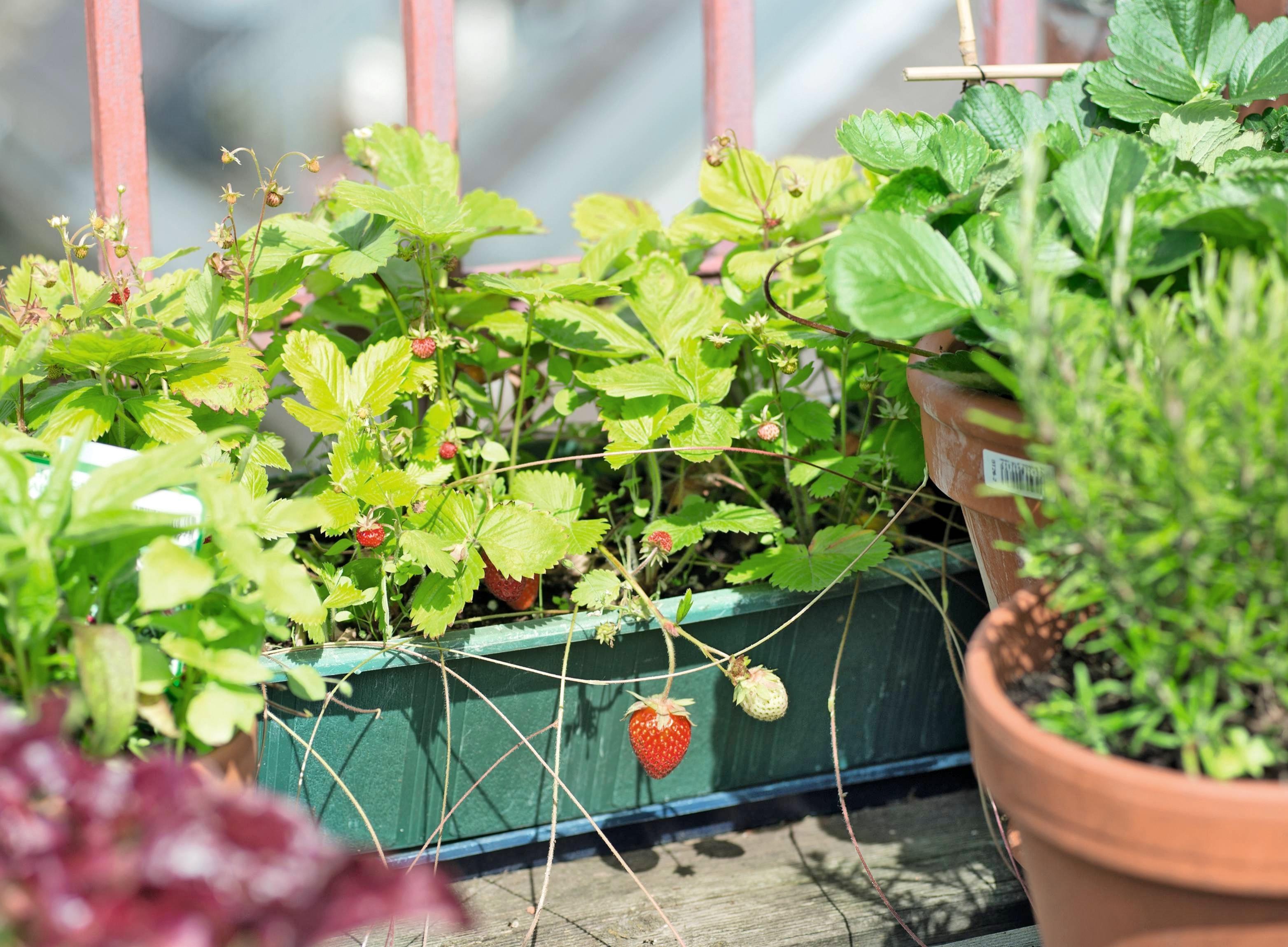 Gärtnern ohne Garten: Wie sich Naschobst- und Gemüse auf Balkon und Terrasse anbauen lässt. Gärtnern ohne Garten: Wie sich Naschobst- und Gemüse auf Balkon und Terrasse anbauen lässt.