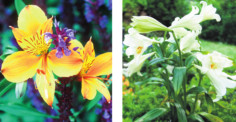 Die Alstroemerie ist ein Symbol für eine lange Freundschaft. Lilien stehen für die Vergänglichkeit. FOTOS: DPA Die Alstroemerie ist ein Symbol für eine lange Freundschaft. Lilien stehen für die Vergänglichkeit. FOTOS: DPA