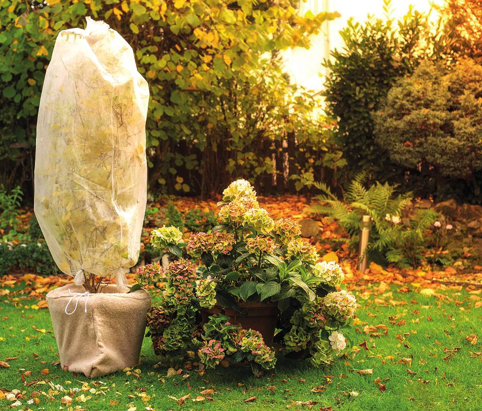 Jutesäcke schützen den Wurzelbereich der Pflanzen vor Frost. Die Vlieshaube lässt Licht und Luft durch Fotos: djd/Ahrens+Sieberz/Adobe Stock