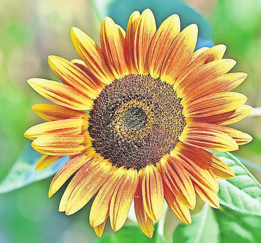 Mit ihren wunderschönen Farben sind Sonnenblumen in jedem Garten ein Hingucker. pixabay.com Mit ihren wunderschönen Farben sind Sonnenblumen in jedem Garten ein Hingucker. pixabay.com