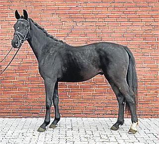 „Kapital“: Oldenburger Wallach, Vater Kjento ist der aktuelle Weltmeister der 6-jährigen Dressurpferde.