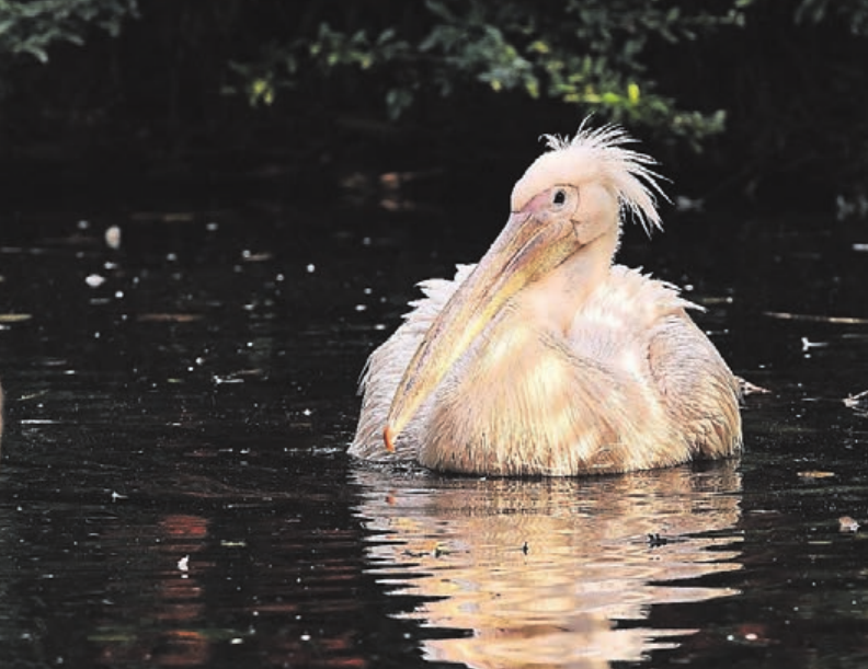 Mit Unterstützung der Zoofreunde erhielten die Pelikane nun eine neue Anlage. Mit Unterstützung der Zoofreunde erhielten die Pelikane nun eine neue Anlage.