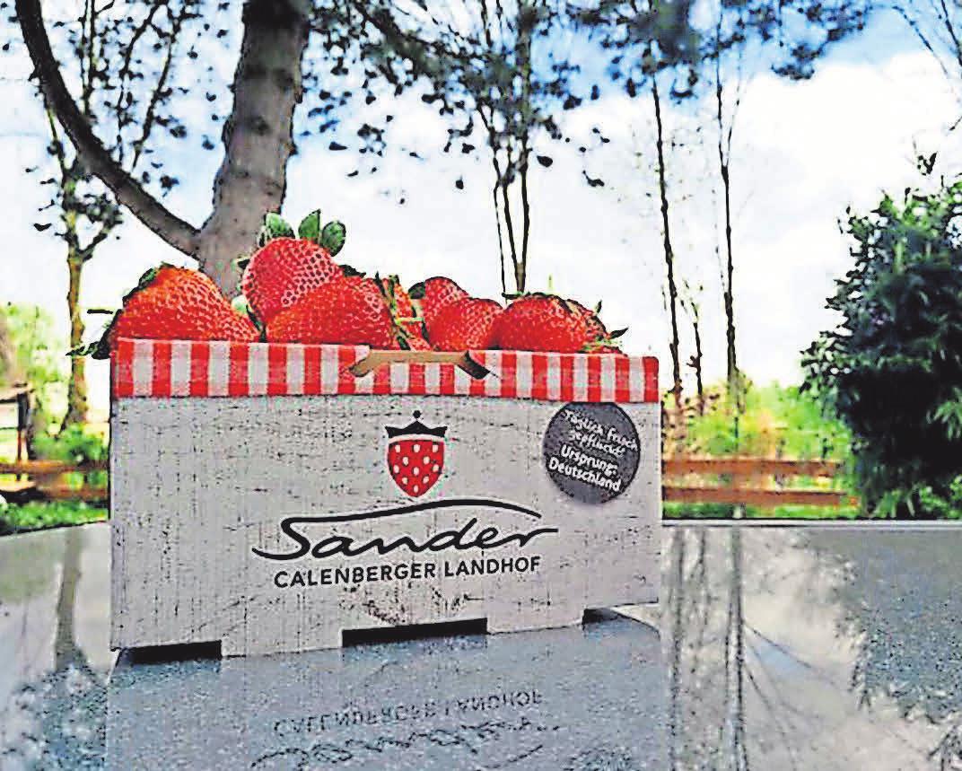 Lecker, lecker: Sander-Erdbeeren gibt es jetzt überall frisch zu kaufen – und jeder kann sie auch selbst pflücken. Lecker, lecker: Sander-Erdbeeren gibt es jetzt überall frisch zu kaufen – und jeder kann sie auch selbst pflücken.
