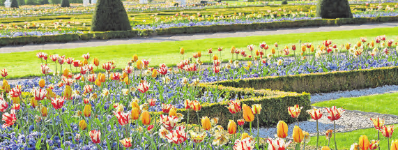 Blütenpracht im Großen Garten. Foto: Schulze Blütenpracht im Großen Garten. Foto: Schulze