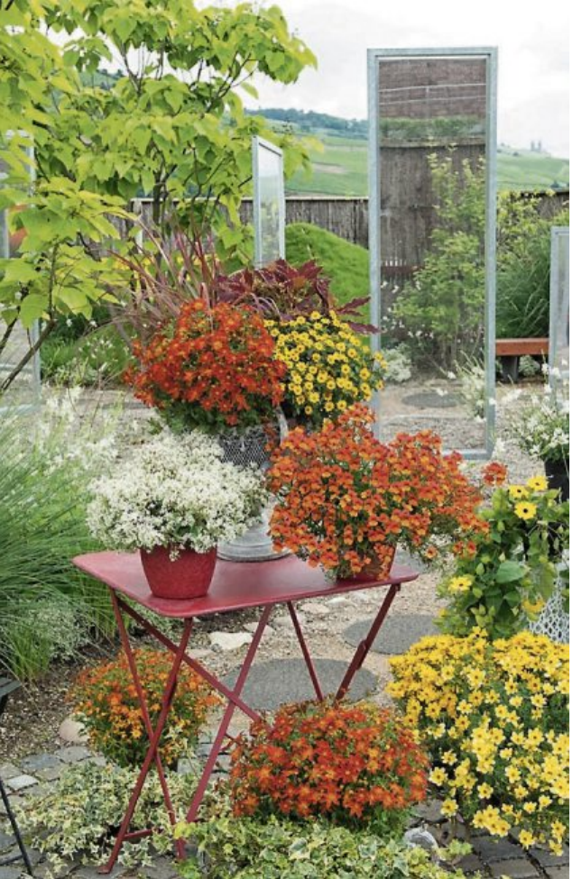Balkonpflanze des Jahres ist die Bidens Goldmarie „Funny Honey“. Leuchtend orange blüht sie unermüdlich. Bild: Kientzler