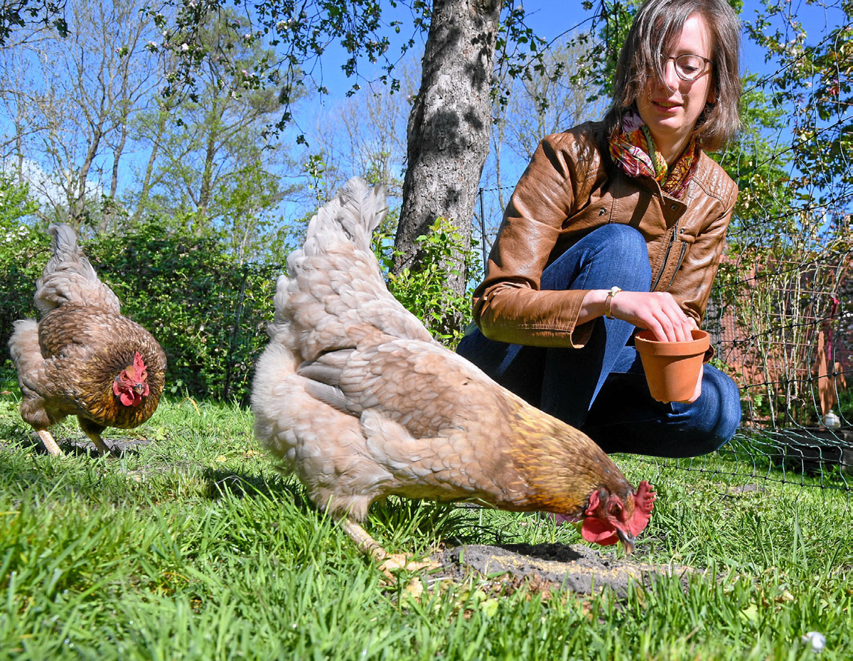 Aufs Huhn gekommen Image 2 Aufs Huhn gekommen Image 2