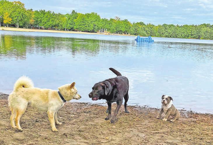 Zeit zum Spielen: Hunde fühlen sich am Silbersee besonders wohl. Zeit zum Spielen: Hunde fühlen sich am Silbersee besonders wohl.