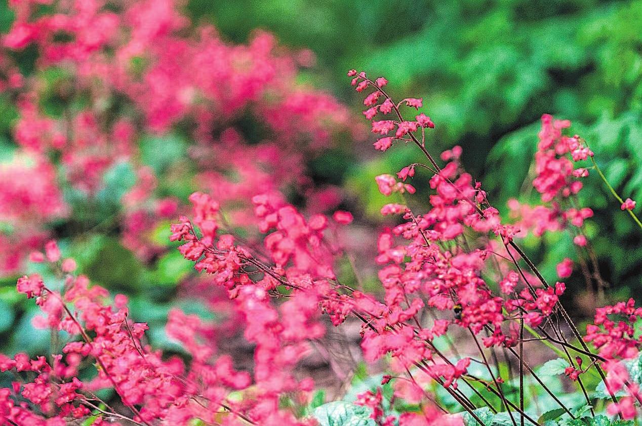 Purpurglöckchen (Heuchera) gehören zu den dauerhaften Pflanzen. Fotos: Andrea Warnecke/dpa-tmn Purpurglöckchen (Heuchera) gehören zu den dauerhaften Pflanzen. Fotos: Andrea Warnecke/dpa-tmn