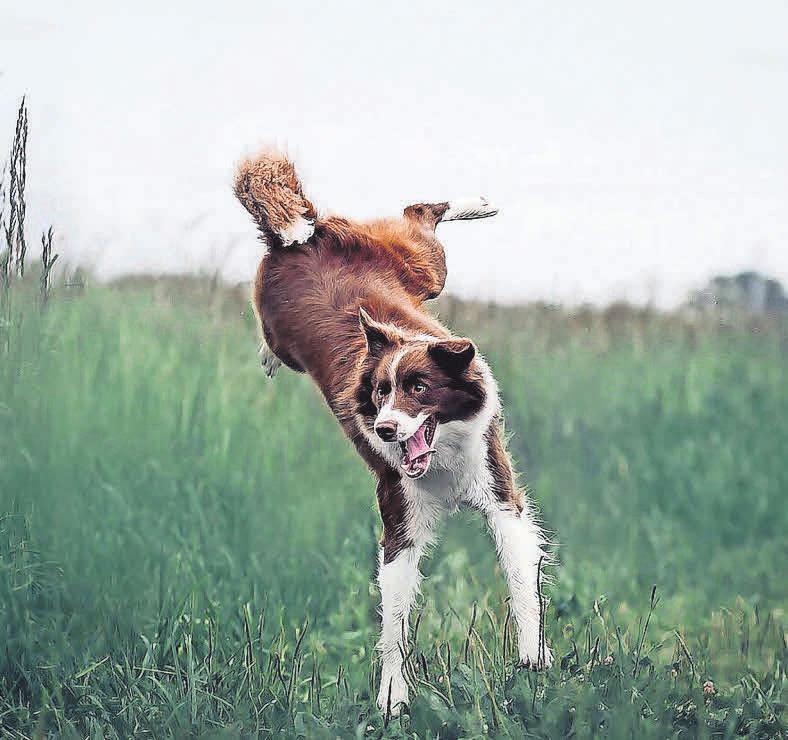 Beim Hundesport haben Zwei- und Vierbeiner Spaß. Foto: Pixabay Beim Hundesport haben Zwei- und Vierbeiner Spaß. Foto: Pixabay