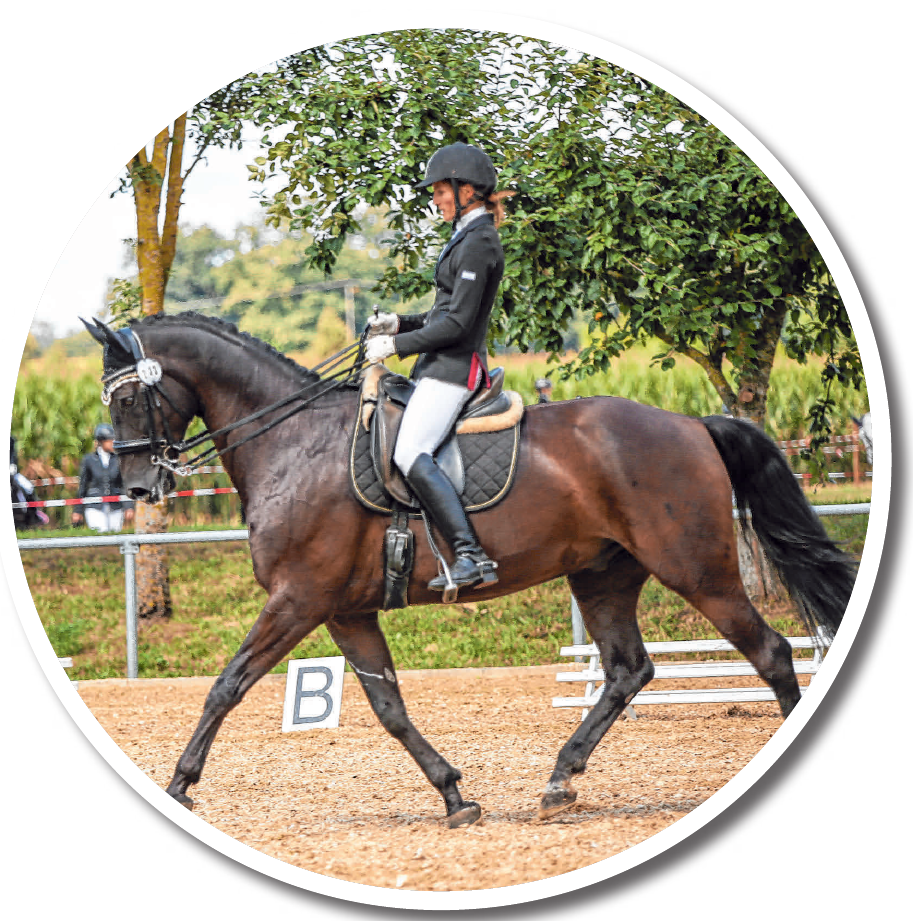 Das Reitsportevent in der Region Image 1 Das Reitsportevent in der Region Image 1