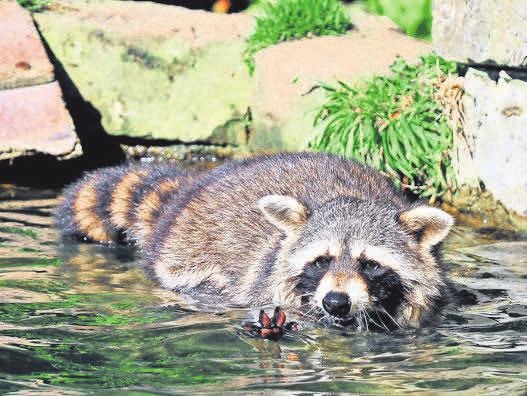 Einfach tierisch gut: Besucher erleben Waschbären in Aktion. Einfach tierisch gut: Besucher erleben Waschbären in Aktion.