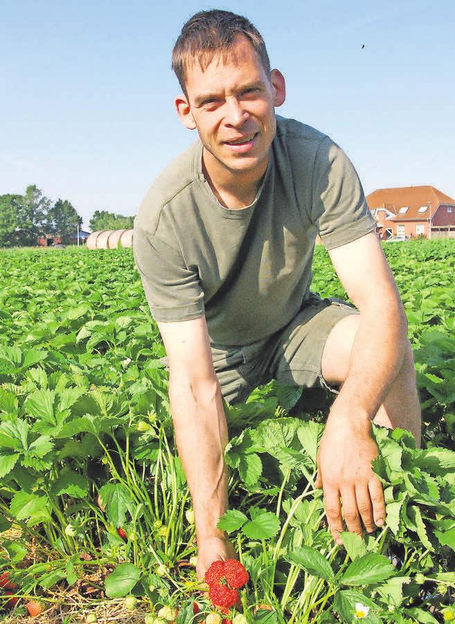 Bei Harm Nöhre auf dem Feld kann man jetzt die Erdbeeren auch selbst pflücken. Bei Harm Nöhre auf dem Feld kann man jetzt die Erdbeeren auch selbst pflücken.